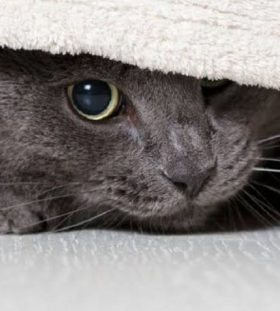 hiding behaviour in cats