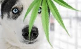 CBD Legal For My Dogs To Take
