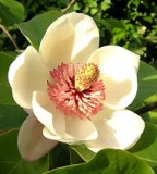 Magnoliaflower2jpg