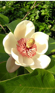 Magnoliaflower2jpg