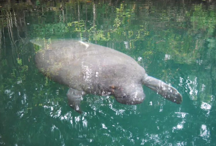 09 Best Places in Florida to See Manatees.