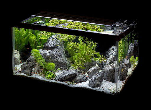 Easy Aquarium Plants