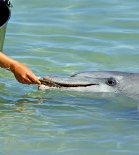 dolphin eating