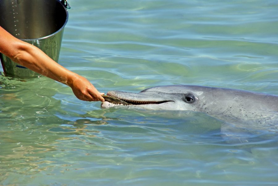 dolphin eating