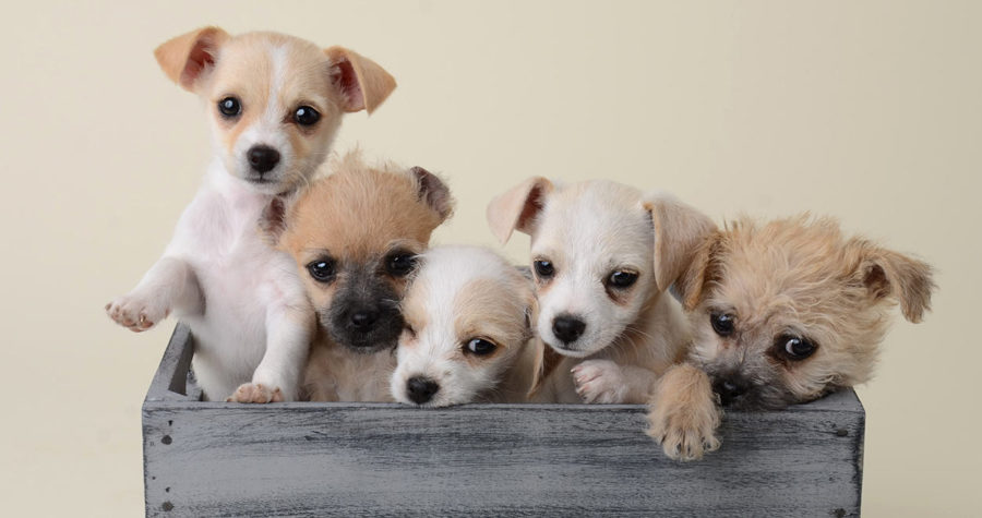smallest dog breeds in the world