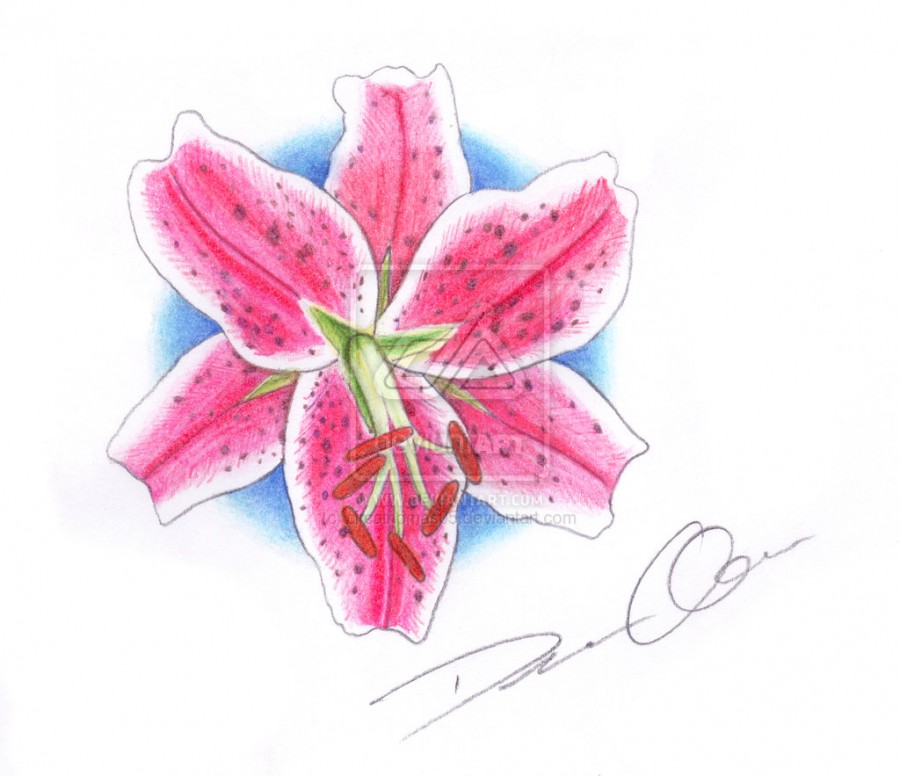 Tattoo Stargazer Lily Example By Circathomas