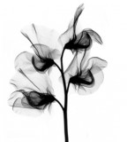 Black and White Sweet Pea Flower Design for Tattoo