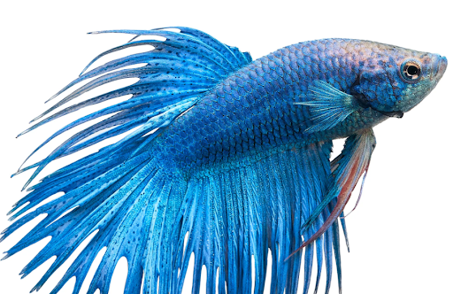 What is the Average Size of a Giant Betta Fish?