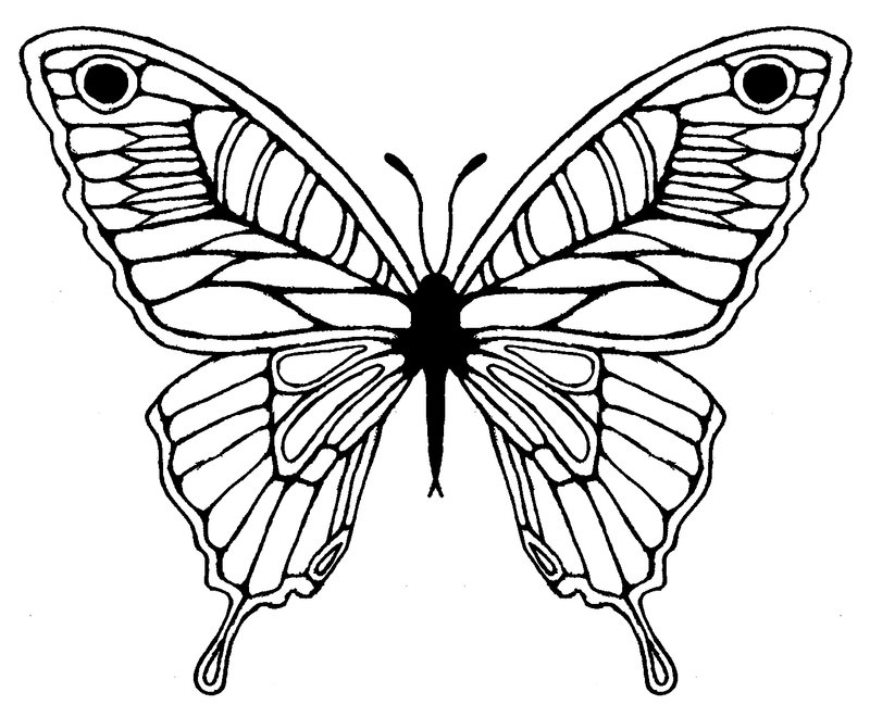 Butterfly 	Sketch Tattoo Design